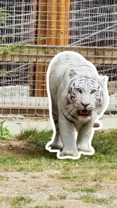 White tiger with dark grey stripe markings stands on grass looking to camera with his mouth open slightly.