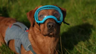 a dog wearing a pair of blue goggles. 