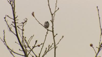 Bird in a tree