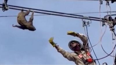 A sloth being rescued