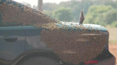 bees covering car