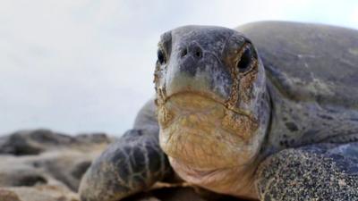 Green turtle