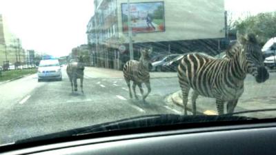 Zebras on street