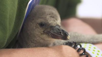 Rainbow the baby penguin