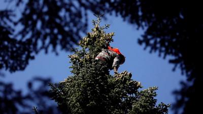 In the Republic of Georgia, workers harvest the seeds of Nordmann firs for export to Europe.