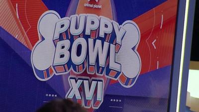 puppy-bowl