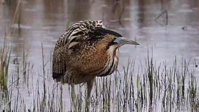 bittern bird