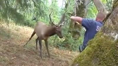 Deer and police officer