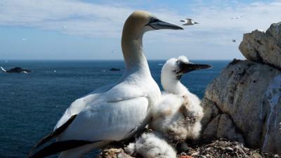 Gannet