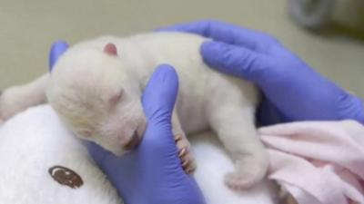 Baby polar bear cub