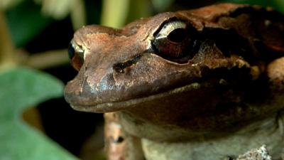 Mountain chicken frog (c) Victoria Gill