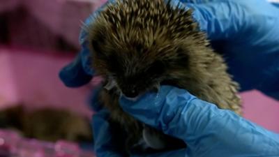 A rescued hedgehob