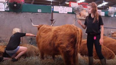 Getting ready for the show ring - just one of the cattle at the Royal Welsh Show