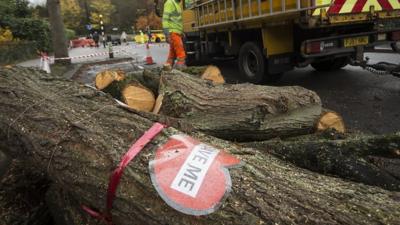 Felled tree in Sheffield