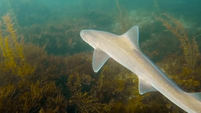 Angel shark