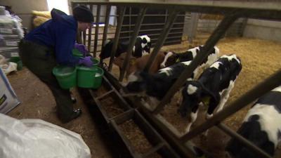 A farmer with some cows