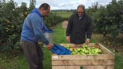 There are 250 commercial growers in County Armagh, supplying the cider, bakery and fresh markets