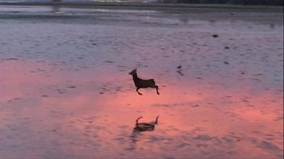 A deer on Poole Harbour