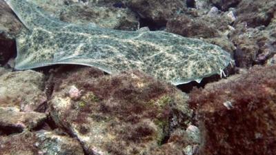 Angel shark