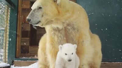 A polar bear cub.