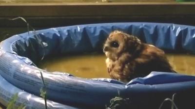 An owl in a paddling pool