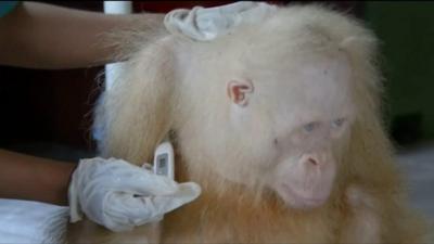 Albino orangutan having her temperature taken.