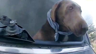 A dog sticks its head out of a burning car