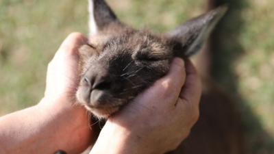 Human hold kangaroos head in hands