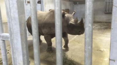 An eastern black rhino