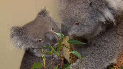 Koalas