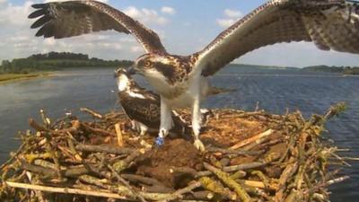 Osprey