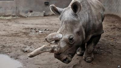 Nola the white rhinoceros in her enclosure at San Diego Zoo Safari Park