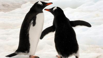 Penguins playing