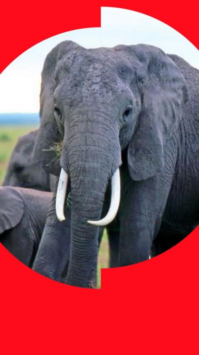 Adult elephant with long tusks standing in a grassy savannah alongside two younger elephants.