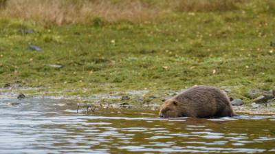 Large beaver on the banks of a loch, going into the water
