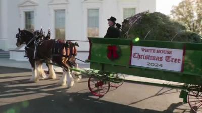 The White House Christmas tree arrives in a festive cart pulled by horses