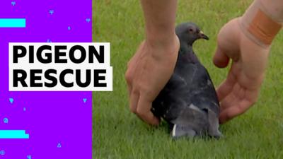 A pigeon