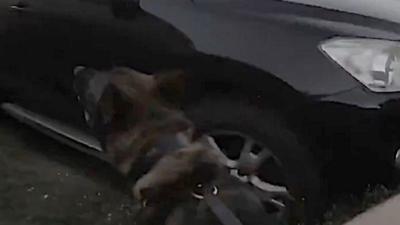 Police dog barks at a car.