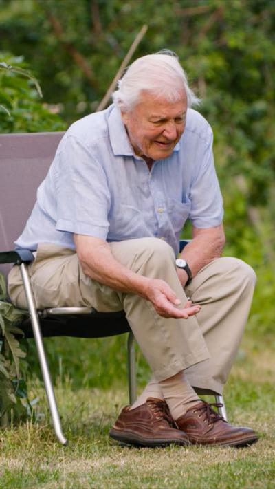 Sir David Attenborough sits on a garden chair with his hand outstretched towards a fox cub