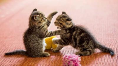 Two kittens play fighting