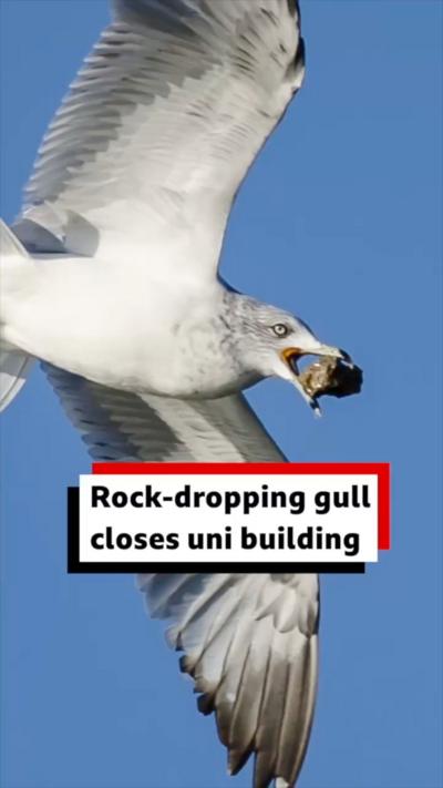 A seagull carrying a stone in its beak is flying across a blue sky.