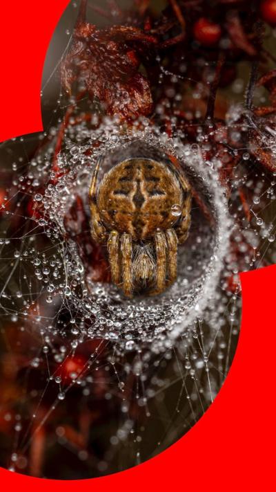 A photograph of a spider on a leaf