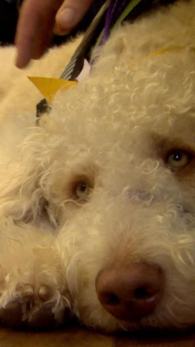 A white poodle cross breed dog 