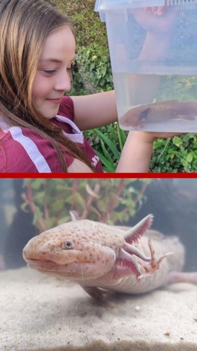 Axolotl in a container held by young girl