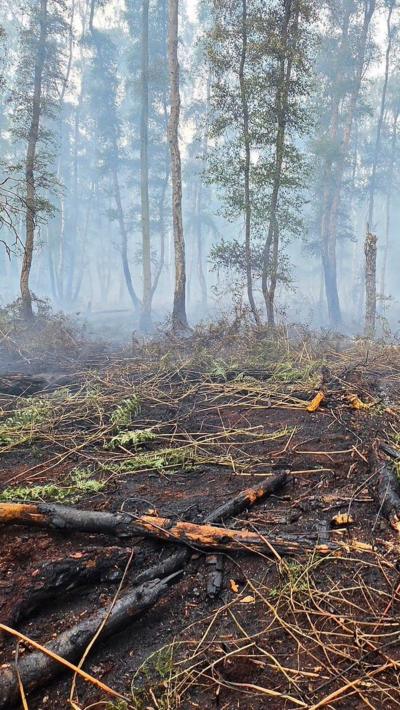 Burned and scorched trees on the ground as the result of a forest fire, other trees remain standing in the background