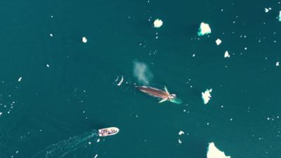 Whales spotted in warming waters 