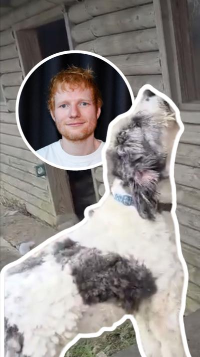 A large, fluffy dog with white and dark patches is standing outside a wooden cabin-like structure, looking upward toward a window or object above it. Behind him is an inset pic of singer Ed Sheeran, who has short ginger hair and wearing a white T-shirt. 