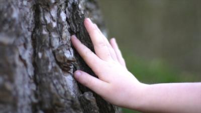 A hand touching the bark of a tree