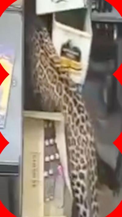 A leopard in a shop