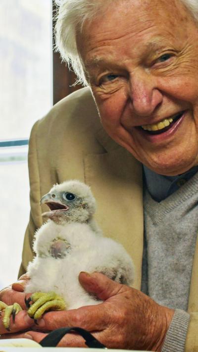 Attenborough with a beaming smile as he holds a fluffy peregrine falcon chick above a desk with a window behind him, the Queen Elizabeth II clocktower outside